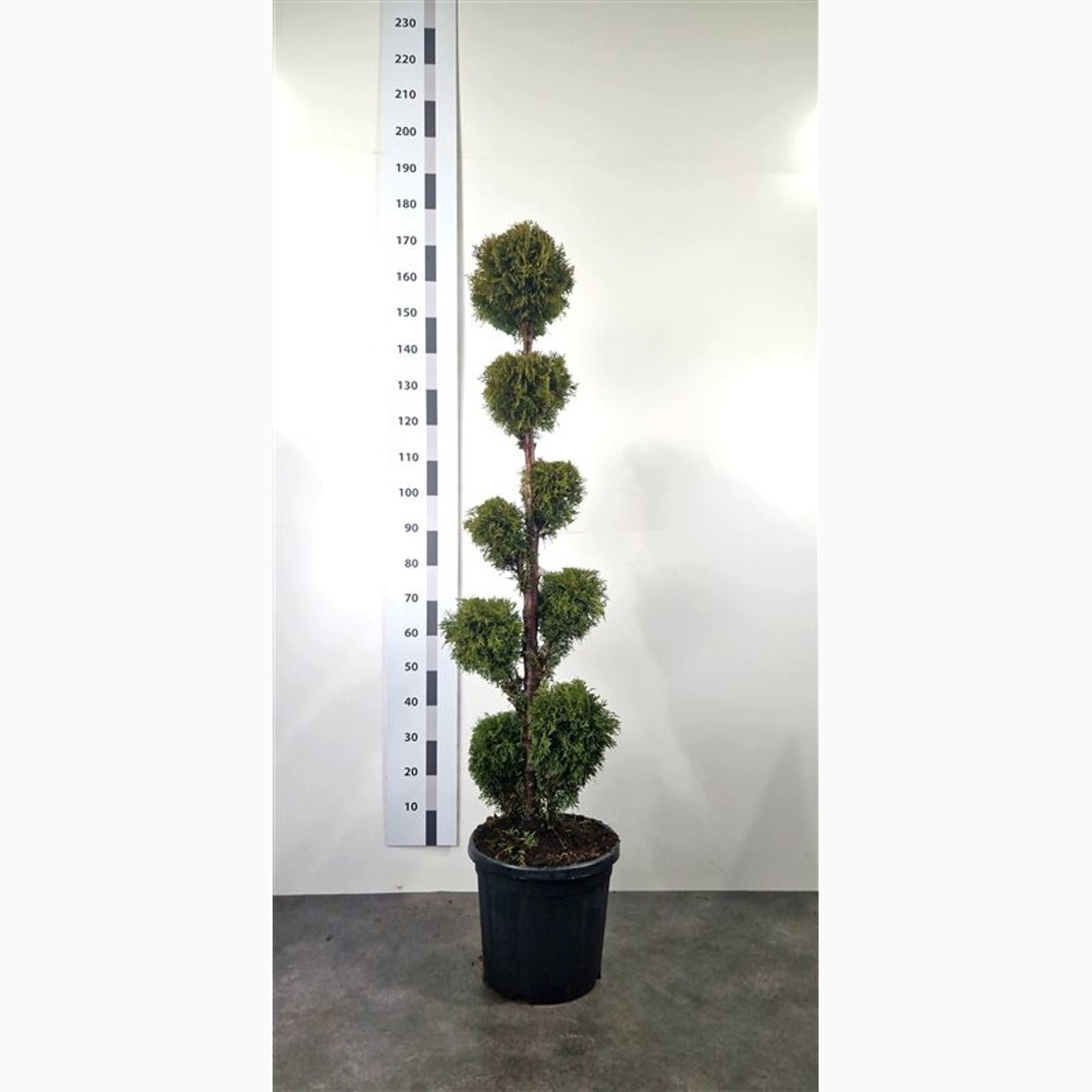 Thuja – Thuja occidentalis 'Smaragd' - 140-160 CM PonPon Cont.